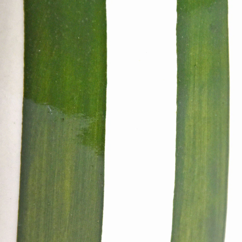 Bouteille d'huile | Vert Linhas - Image 8